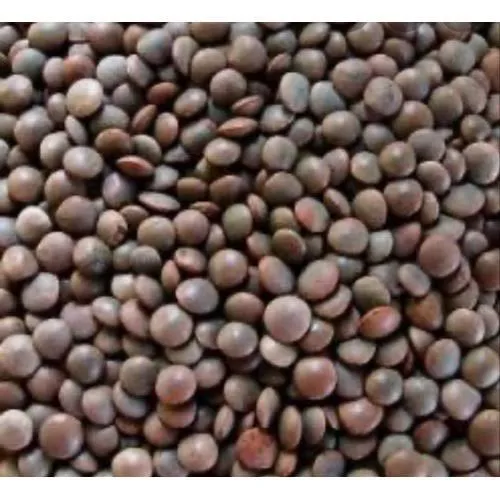 Mysore black  - OM STORE