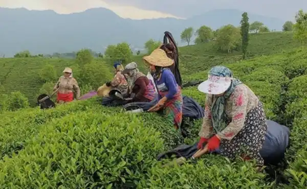 Tea garden - VAISHNAVI PARADISE