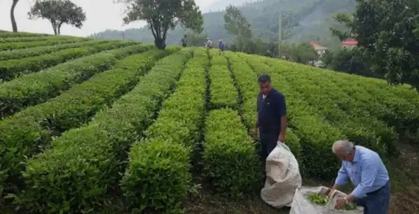 Tea garden - VAISHNAVI PARADISE