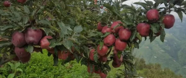 Apple garden 3 - VAISHNAVI PARADISE